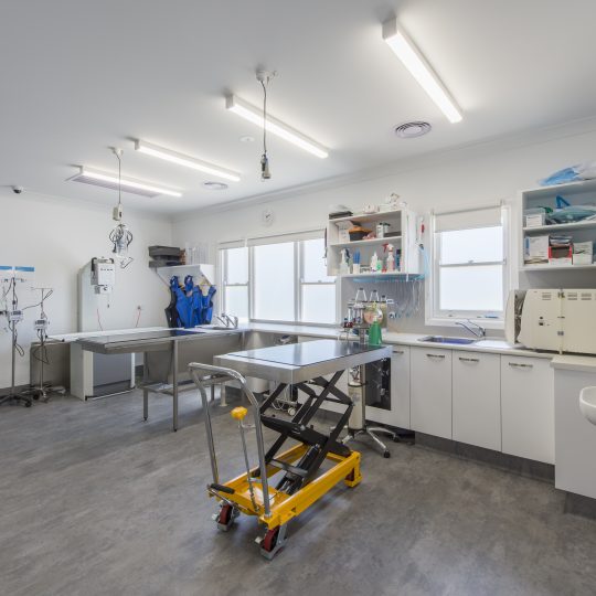 Spring Gully Animal Hospital - Modern Bendigo Veterinary Clinic - In house x-ray and surgery