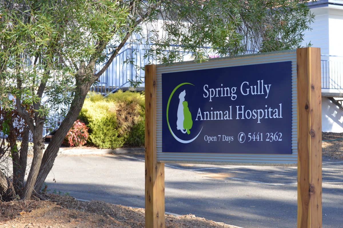 We Are Open! » Spring Gully Animal Hospital - Bendigo Veterinary Clinic